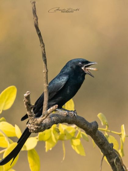 Birds in Action photo 19