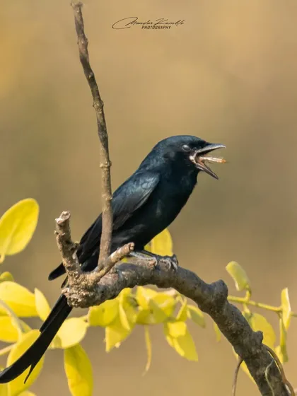 A Black Drongo caught mid-call or with a small insect in its beak. This shot captures a fleeting moment of its daily life.
