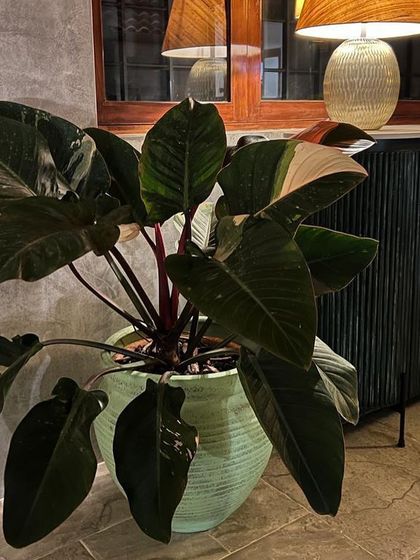 A pop of soft green from my 'Lumpur' terracotta planter beautifully complements the dark, moody tones of the furniture in this stylish space.