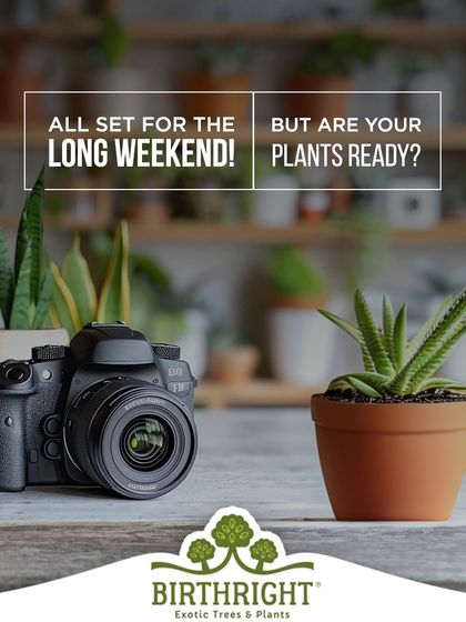 All set for the long weekend? But are your plants ready? Don't worry, I have some easy DIY tips to keep them happy and hydrated while you're away.