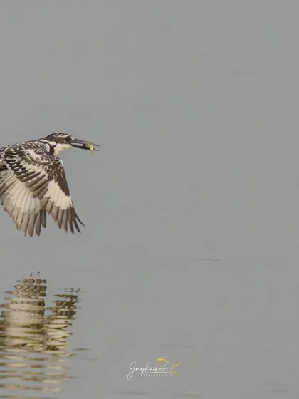 A Pied Kingfisher glides over calm water with its catch, its reflection visible below. This is a serene yet powerful image of a successful hunter.