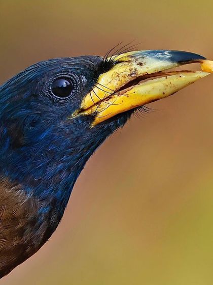 A close profile of a Great Barbet. The image provides a clear view of the strong, thick beak used for eating fruit and the deep, intelligent eye of the bird.