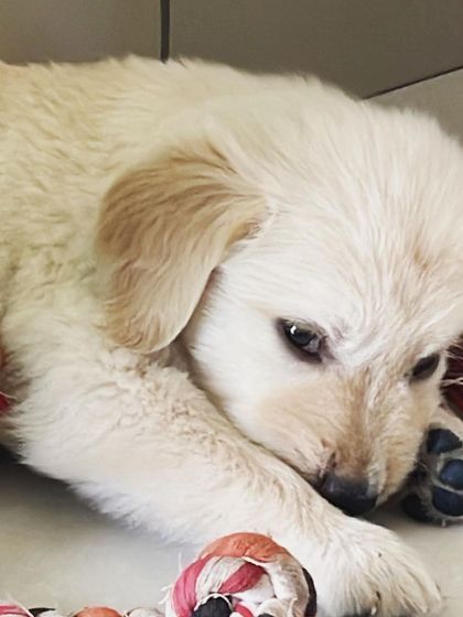 We Care Pet Creche - Home Dog Boarding Playtime & Fun photo 11