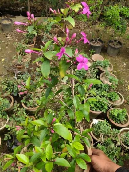 A flowering plant with beautiful pink trumpet-shaped flowers. This will add a lovely touch to any garden.