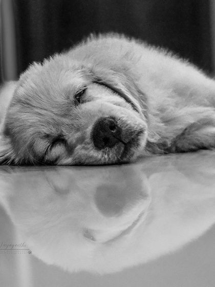 A sleeping golden retriever puppy, with its reflection on the floor. The black and white edit makes this peaceful moment feel even more serene and timeless.