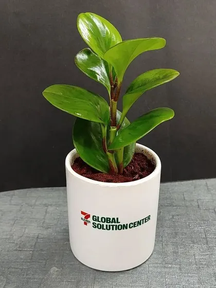 A single Peperomia plant in a branded white ceramic pot for the Global Solution Center. A simple, elegant, and sustainable desk accessory.