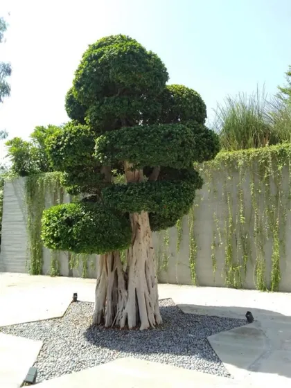 This sculpted Ficus tree serves as a living centerpiece in a minimalist courtyard. I selected and installed this mature specimen to create an immediate artistic focal point, with its base detailed in a star-shaped gravel bed and subtle uplighting.