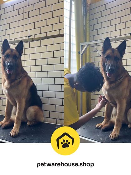 Pet Warehouse - Pet Grooming Services Our Grooming Spa in Action photo 6