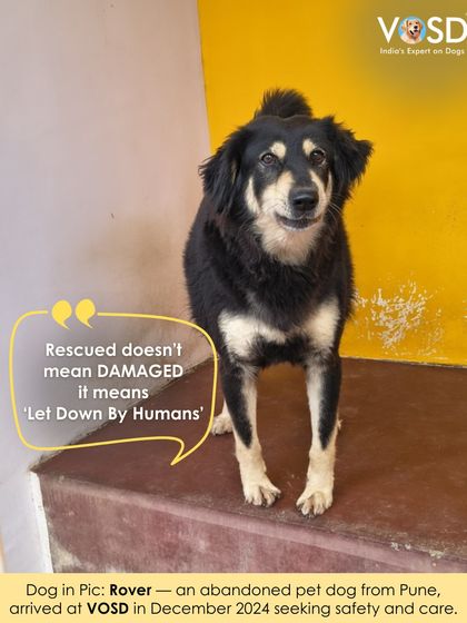 This is Rover, an abandoned pet dog from Pune who arrived in December 2024. Rescued doesn't mean damaged; it means let down by humans. He is safe now.