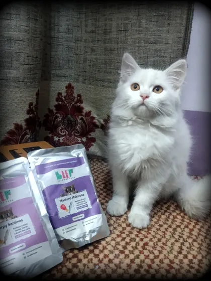 Another angle of this fluffy cat, looking up as if to say thank you for the delicious and healthy food.