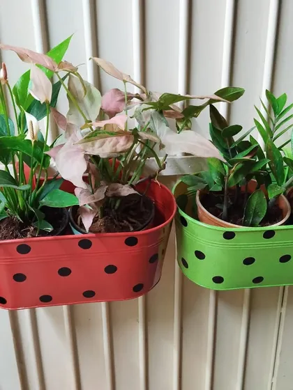 I love these cute, polka-dotted railing planters. They are perfect for balconies and windows, adding a cheerful pop of color and a great home for smaller plants like anthuriums and syngoniums.