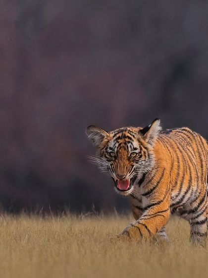 Tigers of India's Jungles photo 25
