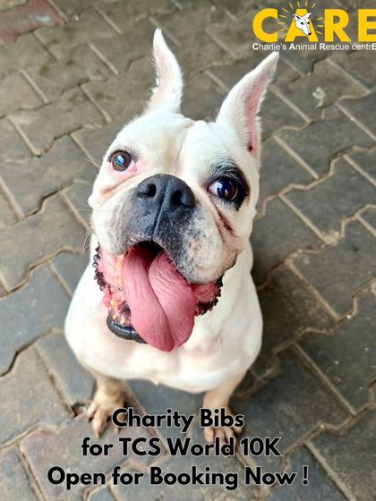 Charlie's Animal Rescue Centre - Community Outreach & Education Community Fundraising Events photo 21