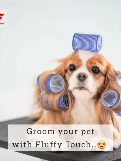 Ready for a new hairdo? This funny picture captures the playful side of pet grooming. I promise I use professional tools, not hair rollers!