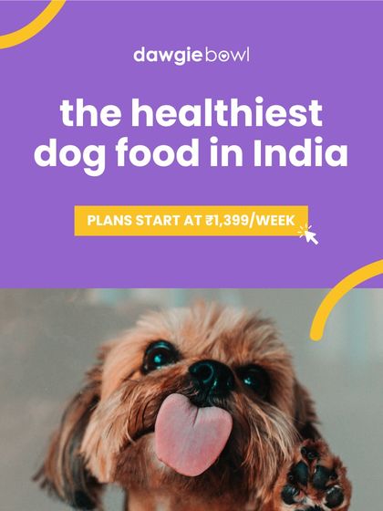 I am proud to offer what I believe is the healthiest dog food in India 🇮🇳. This adorable pup represents the vibrant health and vitality that comes from our locally sourced, wholesome ingredients.