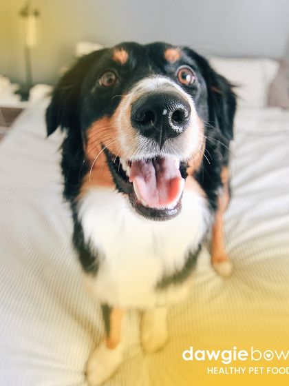 Mealtime should bring all the smiles! I aim to make our meals so delicious and nutritious that your pet greets every bowl with this much excitement.