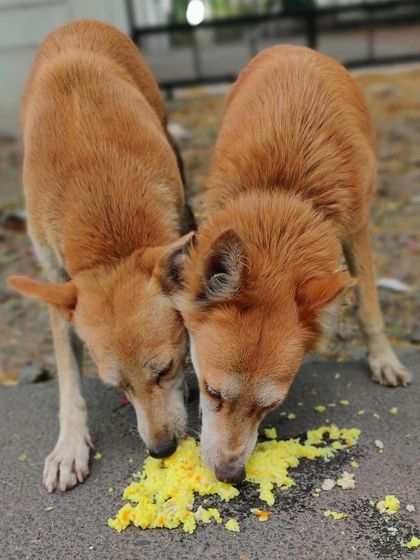 Two dogs sharing a meal. This was part of a birthday feeding sponsored by a supporter, turning a celebration into an act of kindness.
