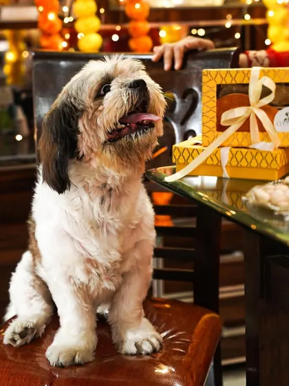 An adorable Shih Tzu dog posing proudly next to its special Diwali gift box of treats. This shot is full of personality and is perfect for a pet brand's social media.