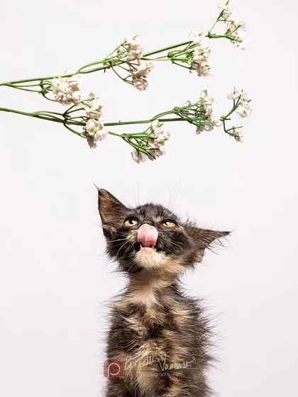 Capturing the playful spirit of a tiny calico kitten as she licks her nose. For these sessions with young animals, I use simple props like this sprig of baby's breath to create a sense of scale and wonder, making their adoption portraits irresistible.