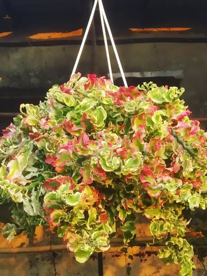 Flowering Beauties photo 22