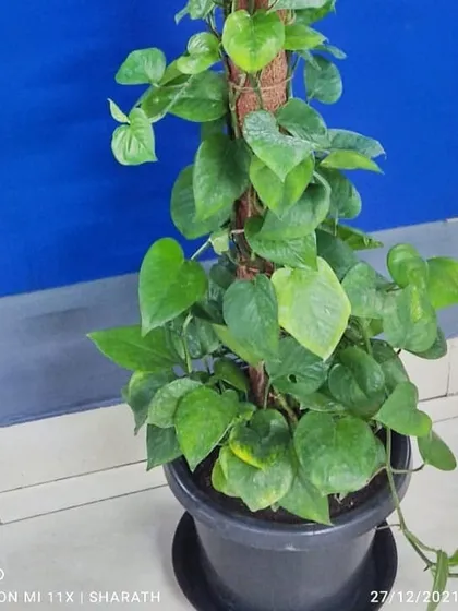 A tall Pothos plant trained on a moss pole, another example from our office plant rental program. This adds a lovely vertical green element to the workspace.
