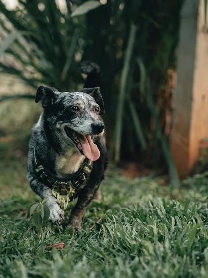 This happy dog is exploring the greenery at my inn. I provide a stimulating environment where dogs can run, sniff, and explore safely.