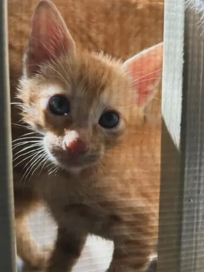 A beautiful shot of a ginger kitten peeking through a gap, bathed in sunlight.