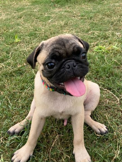 The face of pure, unadulterated pug joy.