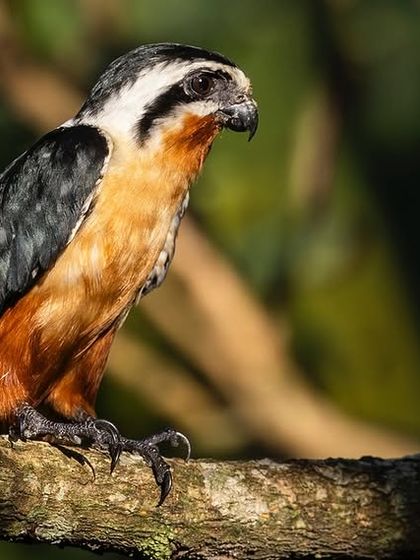 A portrait of a Collared Falconet, one of the world's smallest birds of prey.