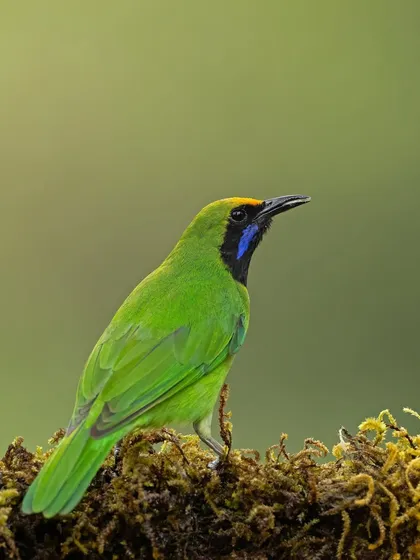 A Golden-fronted Leafbird, a master of camouflage, its green plumage blending perfectly with the surrounding leaves.