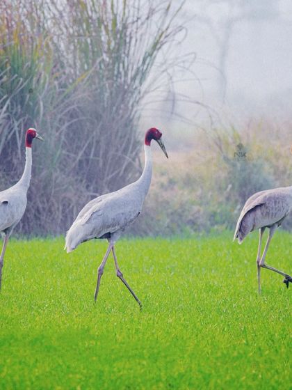 Neet Kashyap - Wildlife & Nature Photography Golden Hour & Misty Mornings photo 7