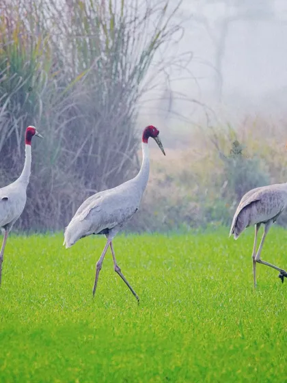 A family of three Sarus Cranes moving together. This shot captures their elegant stride and the social dynamic of the group against the hazy backdrop of their environment.