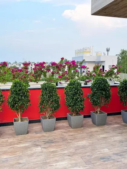 A vibrant rooftop design featuring a bold red wall as a backdrop. I lined the perimeter with ficus trees in grey planters and added a bed of blooming bougainvillea for a splash of color.