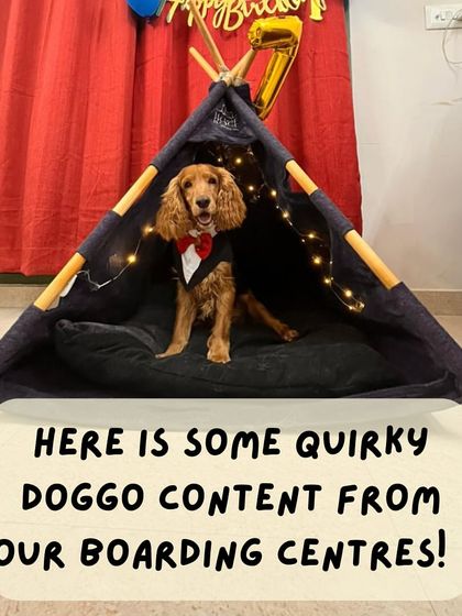 Anvis - Dog Boarding A Home Away From Home photo 8