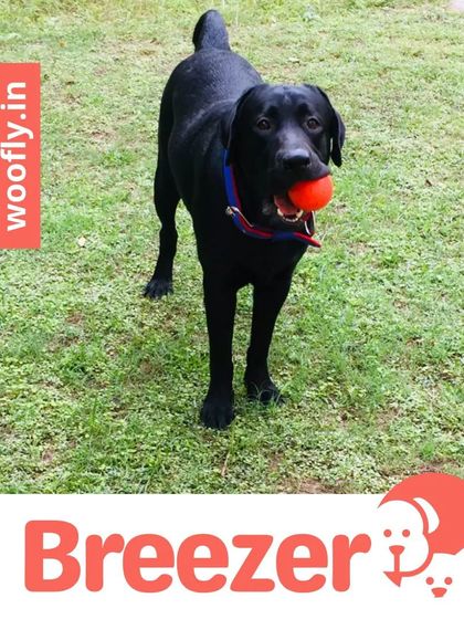 Woofly - At-Home Pet Grooming Fresh Looks for Our Furry Friends photo 11