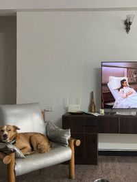 In-Home Pet Sitting