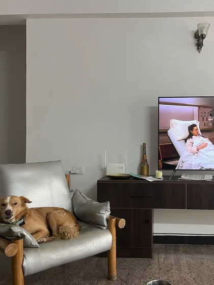 A true home-style boarding experience means your dog gets to enjoy all the comforts of home, including chilling on a comfy chair for a movie night. Here's Luffy proving that relaxation is a top priority.