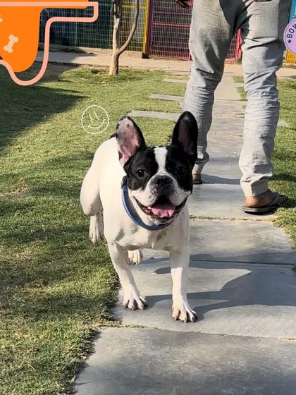 A happy French Bulldog trotting along the path, clearly enjoying its day at our facility. We love seeing our guests with such a spring in their step.
