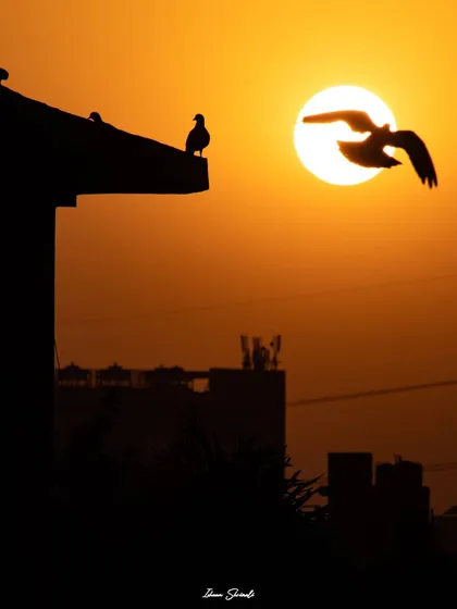 An urban wildlife silhouette captured at sunset. I framed this shot to include the city skyline, with one pigeon perched and another flying across the sun, telling a story of birds coexisting with our man-made world.