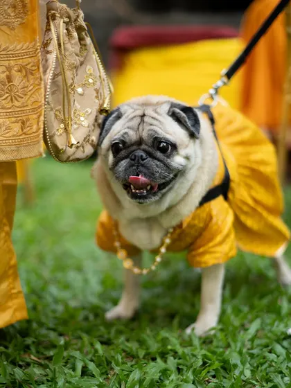 Even the furry family members get to dress up for the haldi. A cute shot of the pet pug in a yellow outfit.