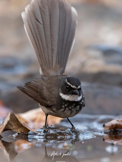 An expressive shot of a White-throated Fantail by the water, its tail fanned out in a beautiful display.