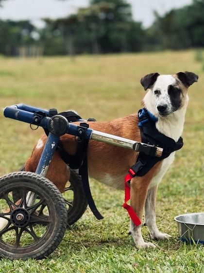 The Pawsome Camp - Dog Daycare & Boarding All Paws Welcome: Inclusive Care for Every Dog photo 6