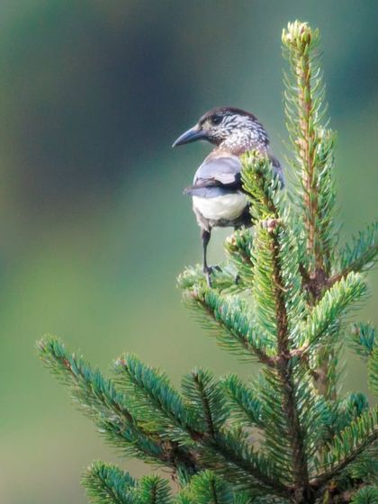 A Spotted Nutcracker perched atop a pine tree, a typical behavior for this high-altitude bird.
