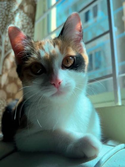 ADOPTED! A stunning close-up of one of the adopted cats, looking healthy and content.