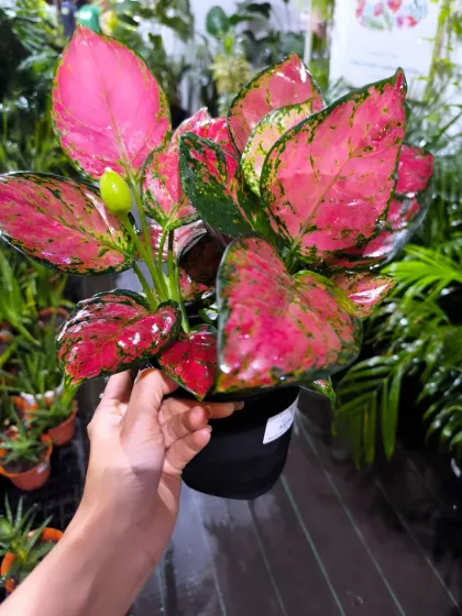 The vibrant Pink Aglaonema is one of our most sought-after plants. Its stunning pink and green leaves bring instant life and color, making it a perfect statement gift that is also easy to care for.