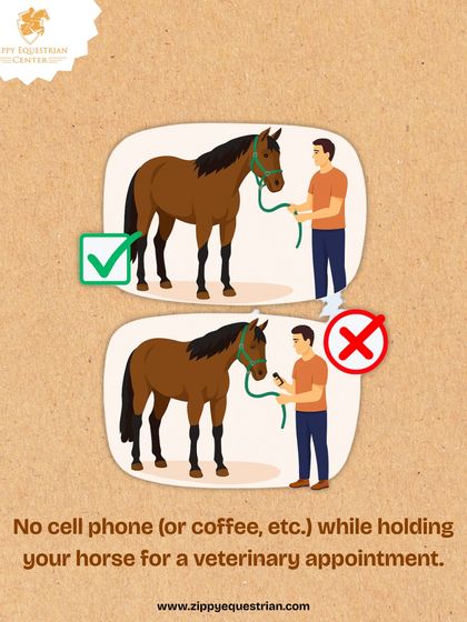 During a veterinary appointment, the handler's full attention must be on the horse. We do not permit the use of cell phones or other distractions to ensure the handler can respond quickly and keep the situation calm and controlled.