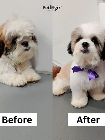 From adorable to absolutely stunning. Our expert touch ensures every pet gets a transformation that highlights their natural cuteness.