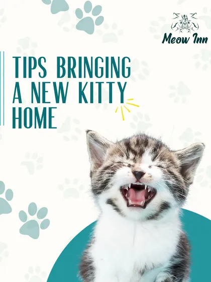 Bringing a new cat home is a big step, and we are here to help make it a smooth transition. This guide covers our top tips for creating a welcoming space, ensuring your new family member feels safe and loved from day one.
