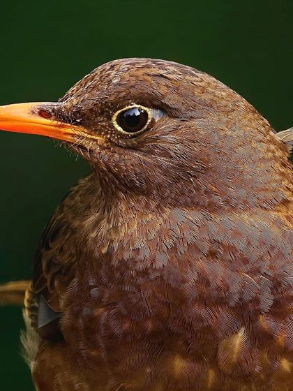 A close-up of a female Gray-winged Blackbird. Her uniform brown plumage and gentle eye are captured in this soft, detailed portrait.