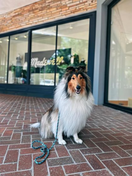 Tulsa Dog Trainer - Immersive Board & Train Programs Board & Train Graduates photo 12